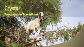  Presentation with north africa - Beautiful slide deck featuring argan tree morocco north africa backdrop and a tawny brown colored foreground