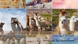  Presentation with animals - Presentation design with argentina animals collage background and a coral colored foreground