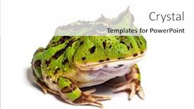  Presentation with frog - Presentation consisting of argentine-horned-frog-ceratophrys-ornata background and a white colored foreground