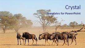  Presentation with kalahari - Colorful theme enhanced with blue wildebeest connochaetes taurinus backdrop and a sky blue colored foreground
