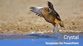  Presentation with kalahari - Slide deck consisting of semi arid - burchell's sandgrouse pterocles burchelli south background and a  colored foreground