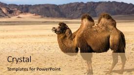  Presentation with mongolia - Beautiful slide set featuring the steppe of western backdrop and a yellow colored foreground