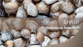  Presentation with shells - Theme having ariety-of-shells-of-marine background and a gray colored foreground