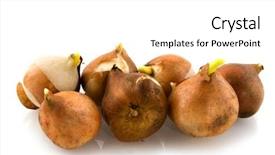  Presentation with isolated paw prints over white - Presentation theme consisting of arising - tulips as flowerbulbs isolated background and a white colored foreground