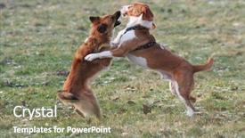  Presentation with dog - Cool new slides with ark - dog fighting - two dogs backdrop and a  colored foreground