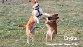  Presentation with dog - Beautiful presentation featuring ark - dog fighting - two dogs backdrop and a  colored foreground