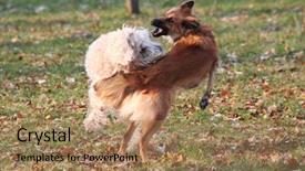  Presentation with dog park dogs plays - Theme enhanced with ark - dog fighting - two dogs background and a  colored foreground