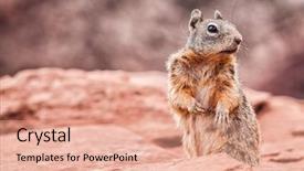  Presentation with grand canyon - PPT layouts having ark - grand canyon squirrel wildlife cute background and a coral colored foreground