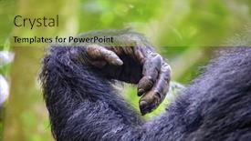  Presentation with chimps - Slide set featuring arm-and-hand-detail background and a yellow colored foreground