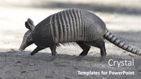  Presentation with florida - Slide set with armadillo crossing the road in florida background and a gray colored foreground