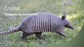  Presentation with florida - Colorful presentation design enhanced with armadillo walking in florida circle b bar reserve backdrop and a gray colored foreground