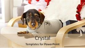  Presentation with dog - Audience pleasing presentation design consisting of armchair having present wearing jumper backdrop and a coral colored foreground