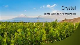  Presentation with armenia - PPT theme enhanced with armenian - grape field in ararat valley background and a light blue colored foreground
