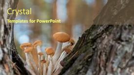  Presentation with mushrooms - Slide set consisting of armillaria-mellea-or-honey-mushrooms background and a violet colored foreground