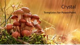  Presentation with mushrooms - Slides enhanced with germany and other european countries background and a gold colored foreground