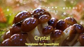  Presentation with honey - Amazing PPT theme having rain honey fungus are regard backdrop and a tawny brown colored foreground