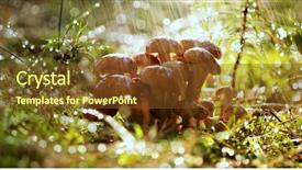  Presentation with mushrooms - PPT theme featuring germany and other european countries background and a gold colored foreground