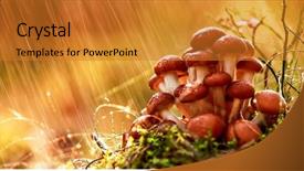  Presentation with fungus - Slides having germany and other european countries background and a gold colored foreground