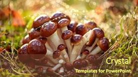  Presentation with mushrooms - Cool new presentation with germany and other european countries backdrop and a tawny brown colored foreground