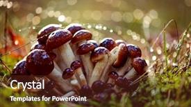  Presentation with fungus - Slide set enhanced with germany and other european countries background and a tawny brown colored foreground