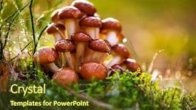  Presentation with fungus - Presentation design with germany and other european countries background and a tawny brown colored foreground