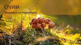  Presentation with mushrooms - Cool new slide set with germany and other european countries backdrop and a tawny brown colored foreground