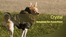  Presentation with life science cell - Slides enhanced with army fatigue - meaning of life background and a  colored foreground