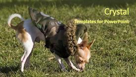  Presentation with cyber army - Theme featuring army fatigues on the pooch background and a tawny brown colored foreground