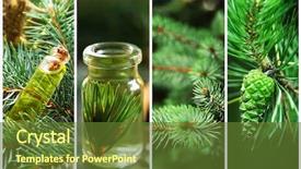  Presentation with laser beauty treatment - Colorful slides enhanced with aroma oil - collage of coniferous spa beauty backdrop and a tawny brown colored foreground