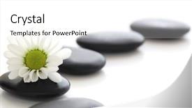  Presentation with daisy - Amazing PPT layouts having spa stones and white daisy backdrop and a white colored foreground