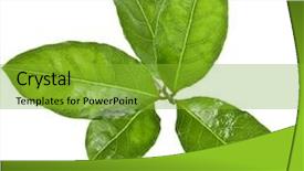  Presentation with close up dumb cane leaves - Audience pleasing theme consisting of aromatic bay laurel leaves close backdrop and a shamrock green colored foreground
