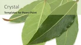  Presentation with isolated fall oak leaf - Presentation consisting of aromatic-bay-leaves-isolated-over background and a mint green colored foreground