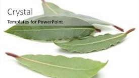  Presentation with leaves - Amazing PPT layouts having aromatic-bay-leaves-isolated-over backdrop and a white colored foreground