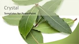  Presentation with leaves - Colorful slide deck enhanced with aromatic-bay-leaves-isolated backdrop and a soft green colored foreground