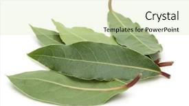  Presentation with fall leaves border white - Presentation theme featuring aromatic bay leaves isolated background and a soft green colored foreground