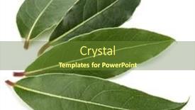  Presentation with leaves - Audience pleasing slide deck consisting of aromatic-bay-leaves-isolated backdrop and a tawny brown colored foreground