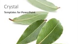  Presentation with leaves - Presentation theme featuring aromatic-bay-leaves-isolated background and a white colored foreground