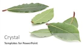  Presentation with leaves - Slide set featuring aromatic-bay-leaves-isolated background and a white colored foreground