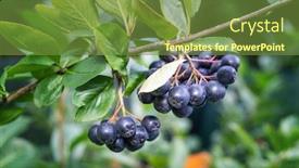  Presentation with berries - PPT theme enhanced with aronia-berries-aronia-melanocarpa-black background and a tawny brown colored foreground