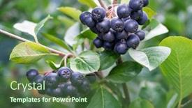  Presentation with berries - Presentation design consisting of aronia-berries-aronia-melanocarpa-black background and a tawny brown colored foreground
