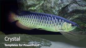  Presentation with freshwater fish - Theme enhanced with arowana scleropages formosus freshwater fish background and a dark gray colored foreground