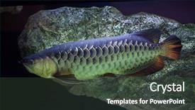  Presentation with freshwater fish - Colorful slide deck enhanced with arowana scleropages formosus freshwater fish backdrop and a dark gray colored foreground