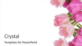  Presentation with frame pink - Colorful slides enhanced with arrangement of fresh pink tulips backdrop and a  colored foreground