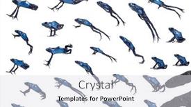  Presentation with poison - Theme featuring arrangement-of-many-photo background and a light gray colored foreground