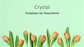  Presentation with tulips - Slides having arrangement-of-orange-tulips background and a soft green colored foreground