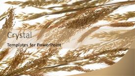  Presentation with millet - Presentation theme having arrangement-of-ripe-oat-wheat background and a coral colored foreground