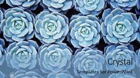  Presentation with succulents - Theme featuring agave - arrangement of the succulents background and a light blue colored foreground