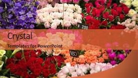  Presentation with array - Beautiful PPT theme featuring array of bouquets in various backdrop and a red colored foreground