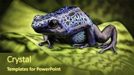  Presentation with tropical forest - PPT layouts having arrow frog exotic amphibian background and a tawny brown colored foreground