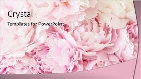  Presentation with peony - Cool new presentation with art - beautiful pink peony flower background backdrop and a lemonade colored foreground